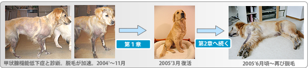 甲状腺機能低下症と診断されてから─ 自然療法・食事療法で1度は回復した軌跡 ─