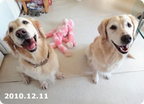【9歳】2010.12.11　姉妹共にお顔が白くなってきたけどまだまだ～！
