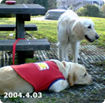 【3歳】2004.04.03　王禅寺公園にて
