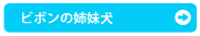 ビボンの姉妹犬*リーナちゃん